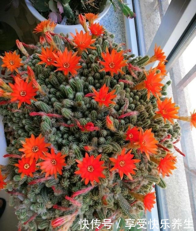 8种镇宅花,窗户边养一棵,霸气又镇宅!