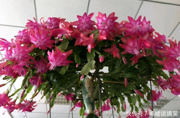 修剪掉|冬春养长寿花、蟹爪兰,不能心软,越早下手剪剪开花越多越漂亮