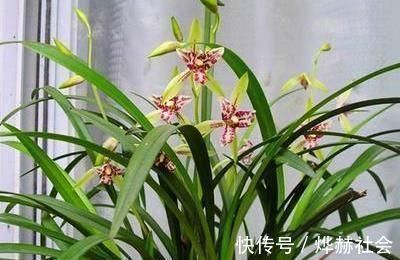 兰花很难养掌握“5点”小技巧，枝叶长不停，开花一茬又一茬