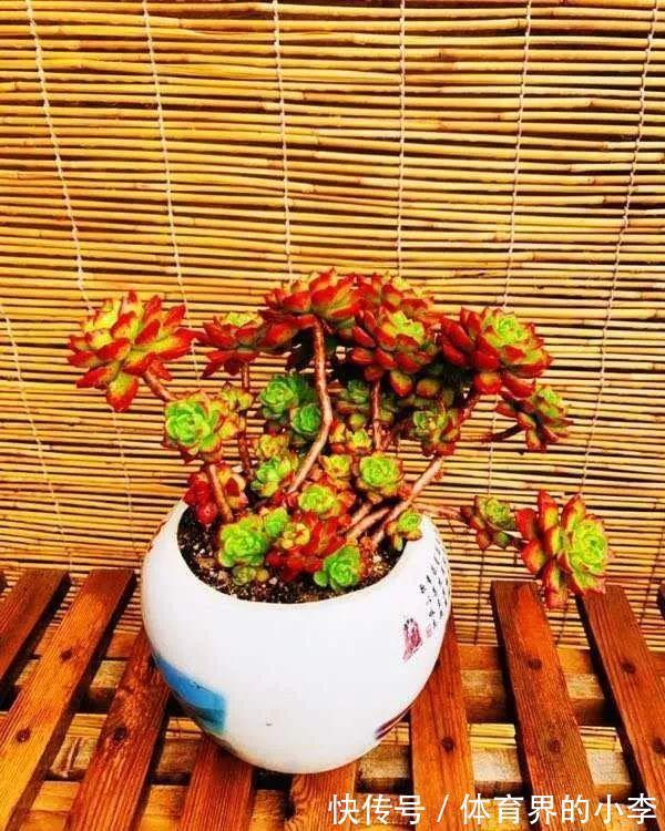 几块钱的小苗,邻居1年养成老桩,给1000块都不卖