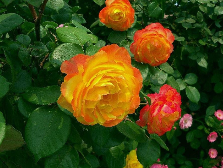 喜欢菊花，一定要养盆橘子酱月季，带有柑橘和芒果的果香味，可爱