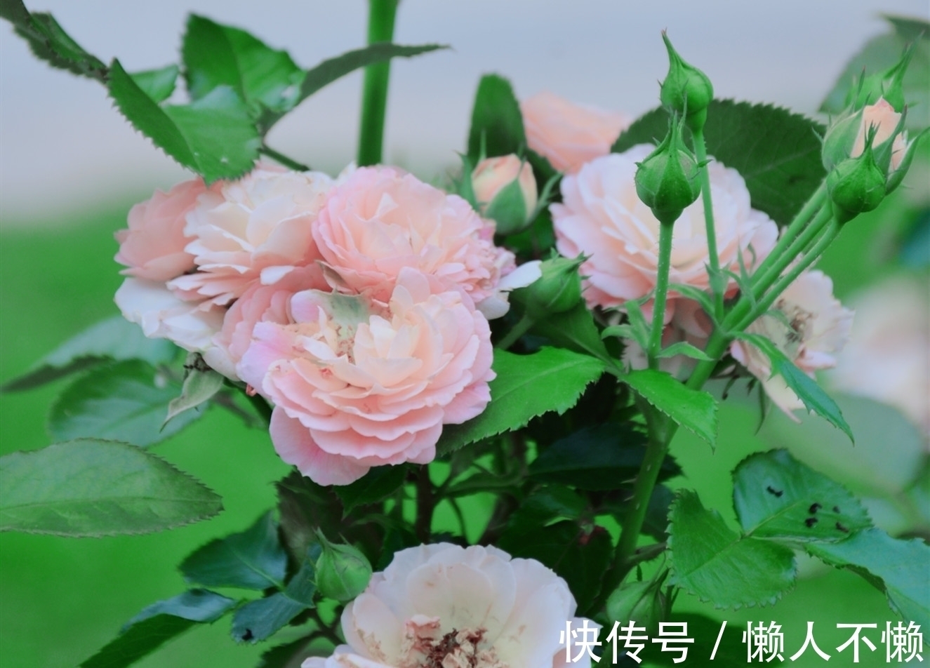 过雨荷花满院香#宁肯媚晚凉,清风匝地随,一抹烟雨红尘事,半盏清欢岁月情