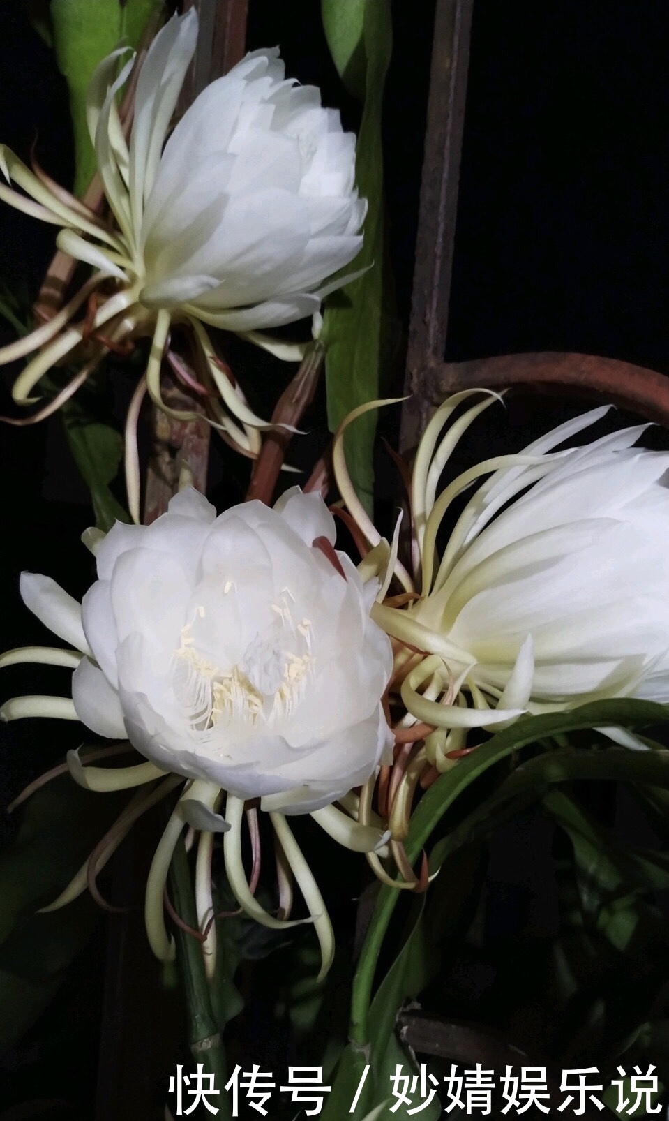 养花|1种花1年只开2、3天,花朵洁白、有仙气,养它值了!