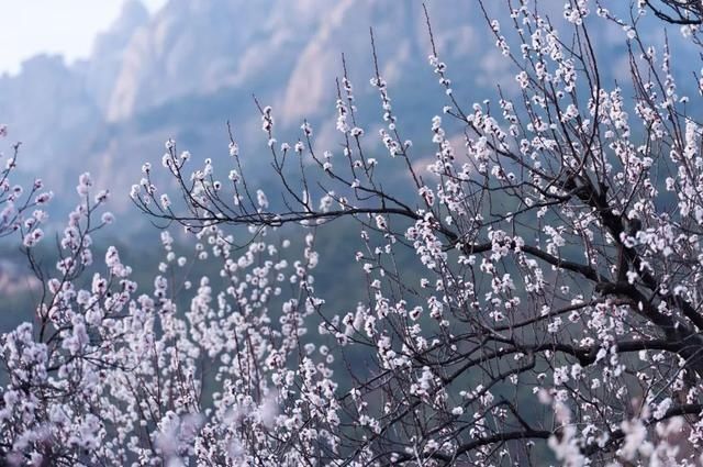 杏花|背靠五莲山！久负赏花盛名，今日一见确实惊叹