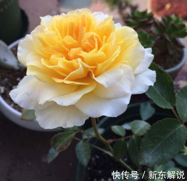 在家中养护花卉,就选颜值高,开花多,花香四溢,香飘十里的花卉