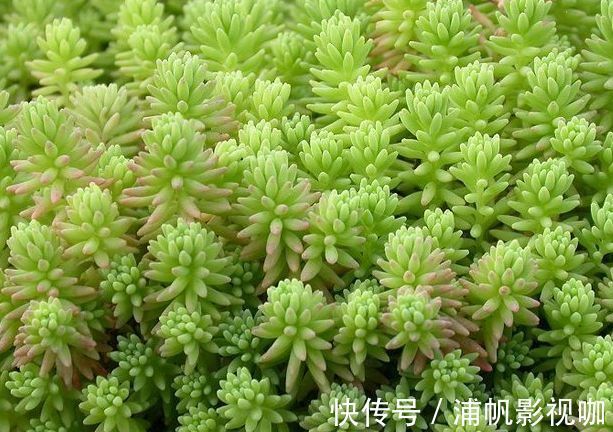 阳台上|珍稀品菊“唐宇托桂”，似金凤展翅，金光灿灿，堪称养花必备