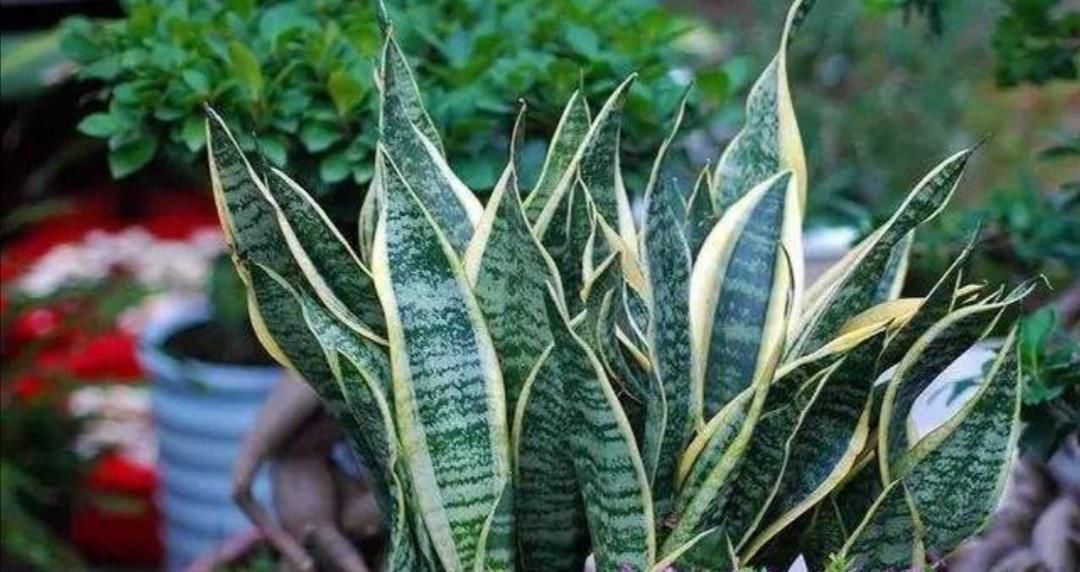 害虫|夏天养花,花盆里小虫子多,6种除虫“小技巧”,一学就会