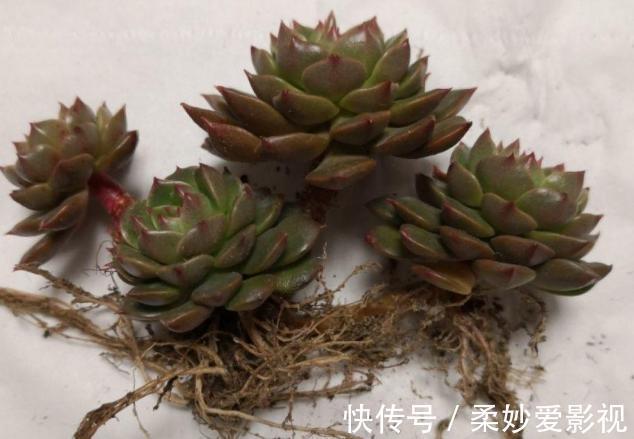 提醒肉友:换盆土,你弄清楚什么时候动手合适,如何操作了吗?