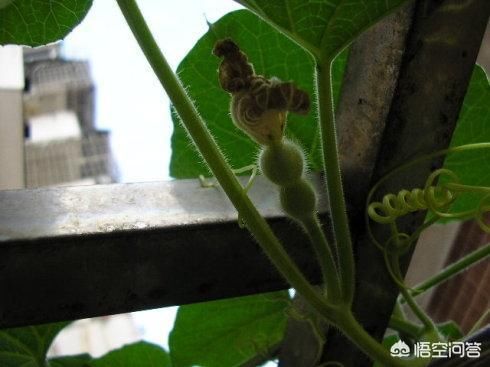  栽种葫芦|种植葫芦可以盆栽吗？