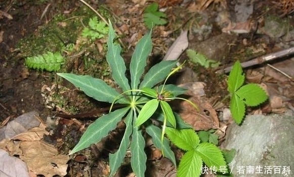 野外碰到就挖出来药草专家表示如今价格珍贵,740元一公斤