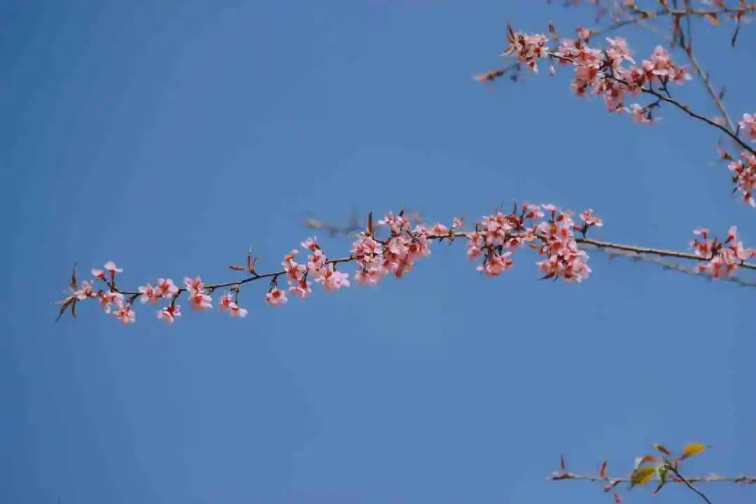 湖北人|春节，韶关人的赏花地图