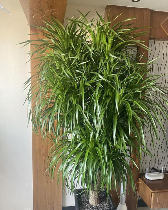 橡皮树|客厅标配5种绿植,摆在家里上档次,记住了,“多喷少浇”