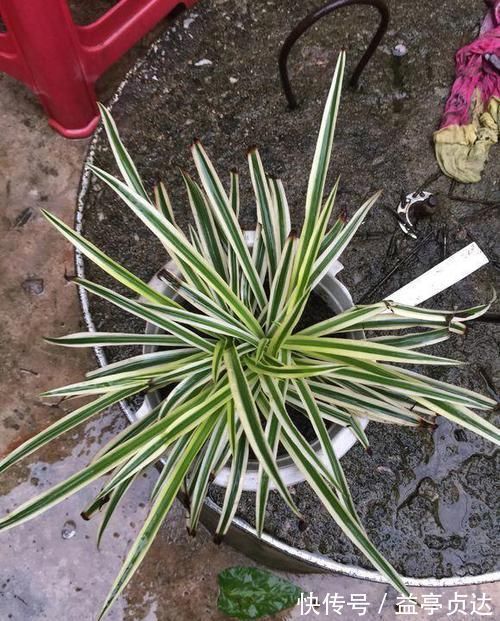 十种防辐射的绿植,装点家居好帮手,还能净化空气防辐射