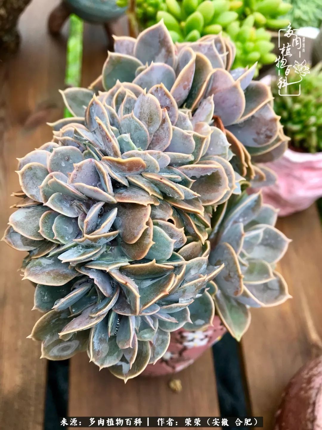 初秋时节，度夏后的多肉陆续回归！偷偷上了一层淡妆！