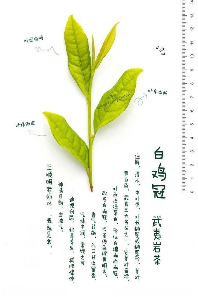 茗茶百科：白鸡冠，武夷山岩茶四大名丛之一