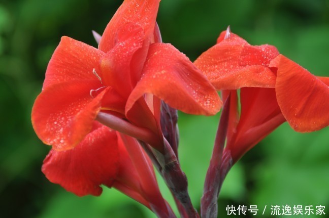 此花是一种生命力顽强的花，代表着坚实的未来，是拼搏的精神