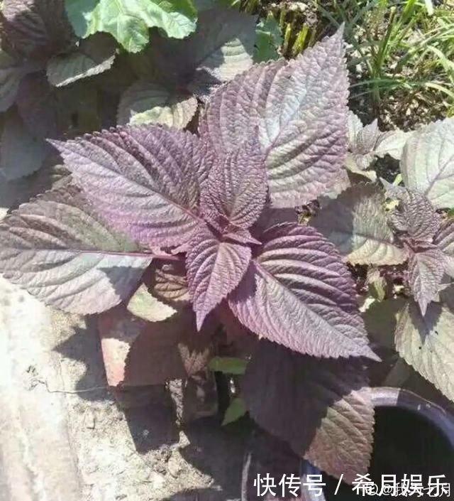 自带香味还能泡水喝的6种花,阳台养一盆,堪比小药箱