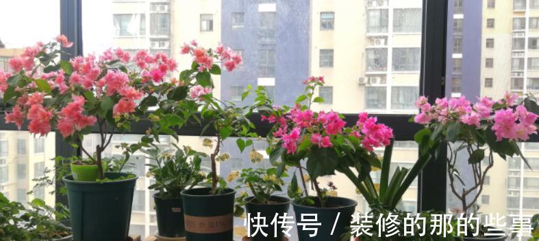 植株|这4种花草是出了名的“养不死”，人人均可入手，不用怕收空盆