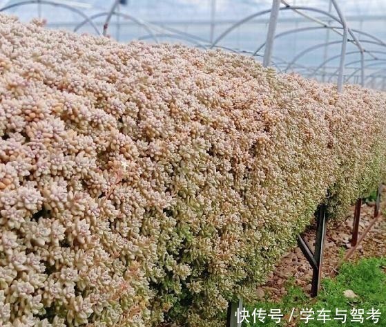 适应能力|容易爆盆的姬秋丽，除了易爆盆之外，还能养出“瀑布墙”的状态！