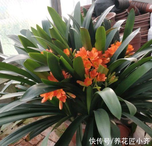 叶绿|七八月份是君子兰“难养期”,要做好“2不1少”,才能叶绿根壮