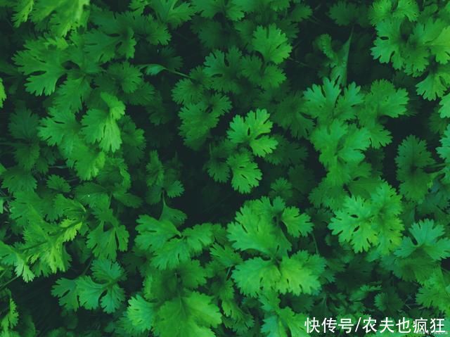 露天|种植香菜发芽慢，出芽率低?多加一个步骤，香菜发芽快出苗齐