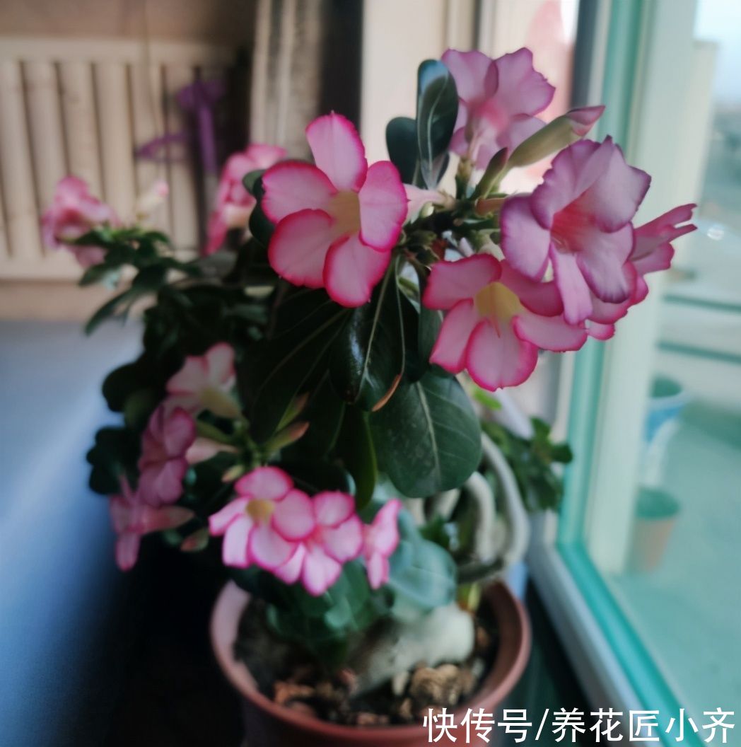 沙漠玫瑰养不好？养它不能做“四件事”，否则烂根、烂叶、不开花