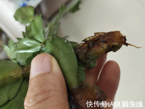 木炭|蟹爪兰烂根了,不用嫁接,盆里放2样东西,10年不烂根