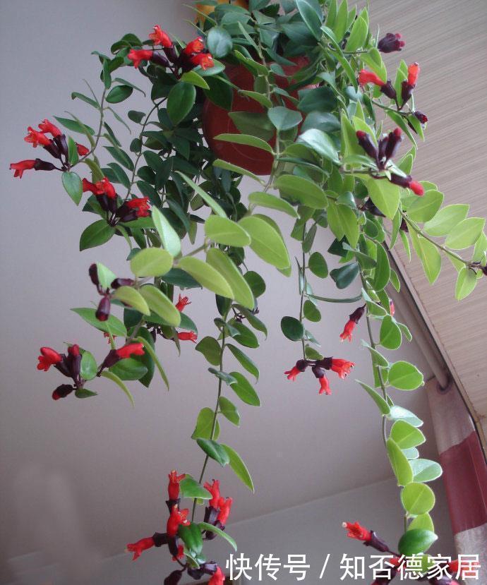 超耐阴的盆栽花,比绿萝还好养,花叶俱美,开花不断,室内也能养