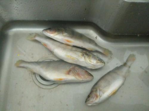解冻冰鱼时,直接用水泡的鱼难吃,教你几招,鱼肉就像鲜鱼一样