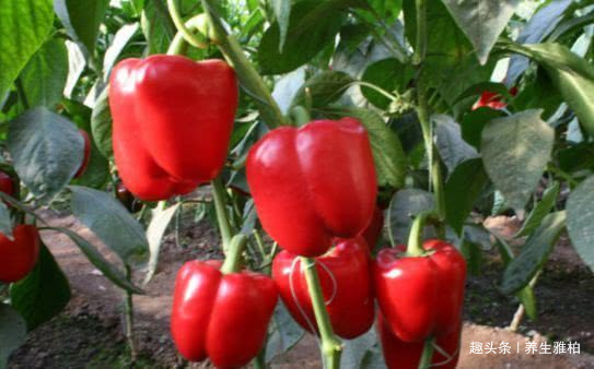 黄酮类化合物|人到中年想长寿，不妨多吃以下4种食物，滋补身体，美容养颜