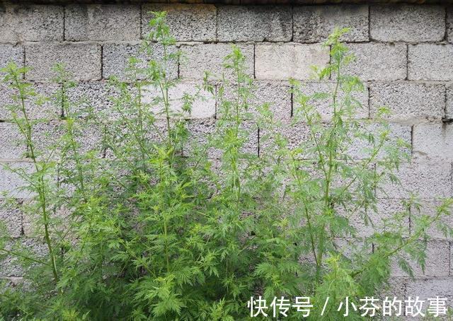 青蒿素|房前屋后的灵药摆在你面前, 会使用就再也不需要买药!