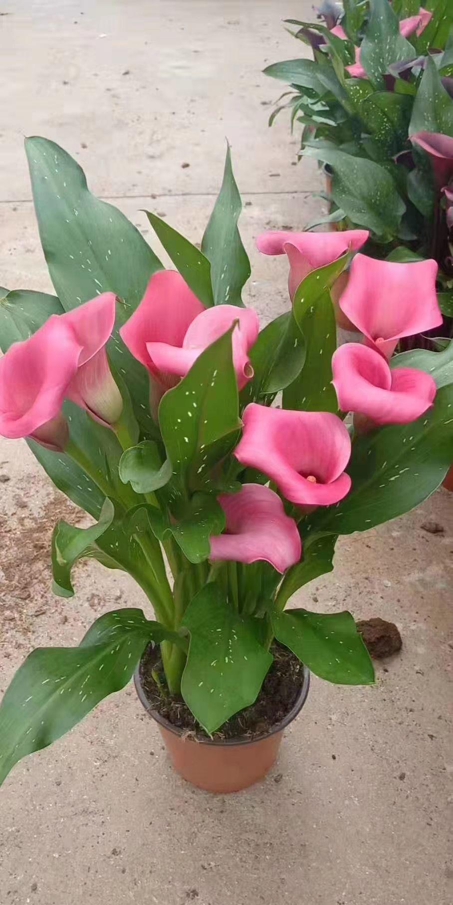 马蹄莲|4种花是婚礼常见花,随便选一种都好看,开了浪漫又唯美