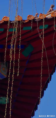 老年|就地过年春在身边｜牛年佳节春来早，济南趵突泉垂柳发新芽