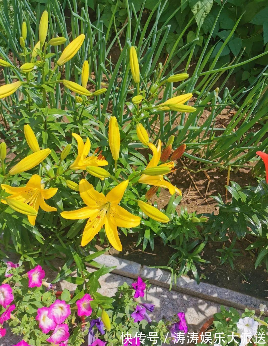 70岁老妈,一天也闲不住,院子里种满了花!