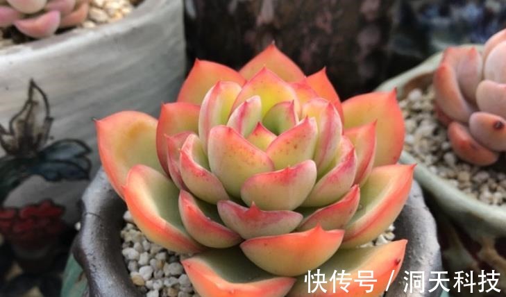 平常翠翠红红,出状态之后妖妖艳艳,这种多肉名字还好听,叫晨露