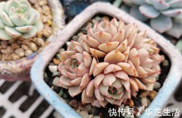 冬天如何养多肉？做好这些，叶片上色快，轻松养出好状态
