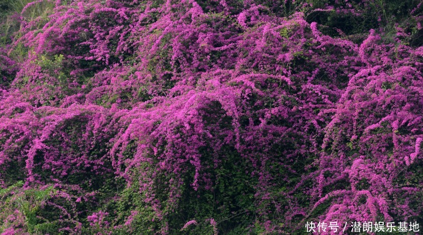 功效|农村野花“老婆忙”,药用价值非常高,有祛斑功效女孩最喜欢!