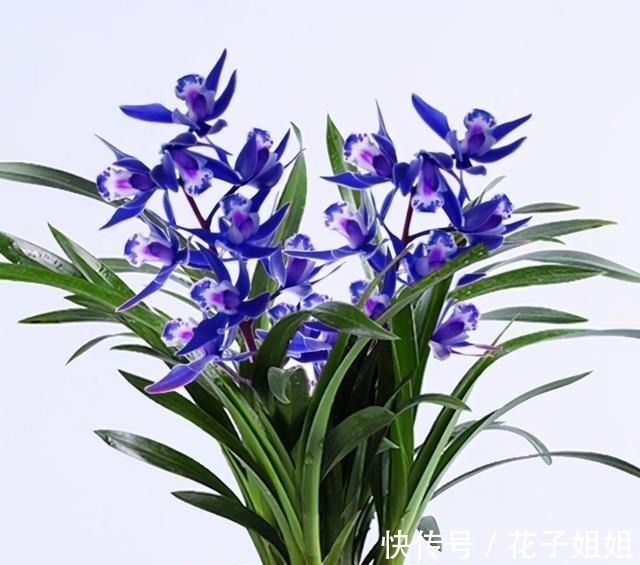 阳台有地方,种一盆亮眼的“蓝色”四季兰,高雅又上档次!