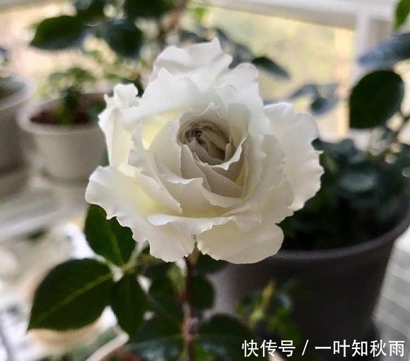 花卉|强香型盆栽花卉,花朵特别,花色素雅,非常迷人,欣赏价值极高