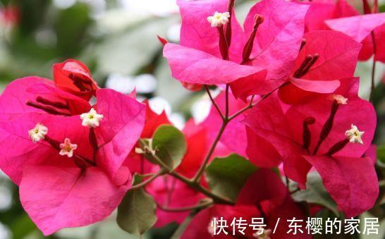 漂亮|农历7月19号起，最适合养这些花，漂亮有成就感，花朵小巧玲珑