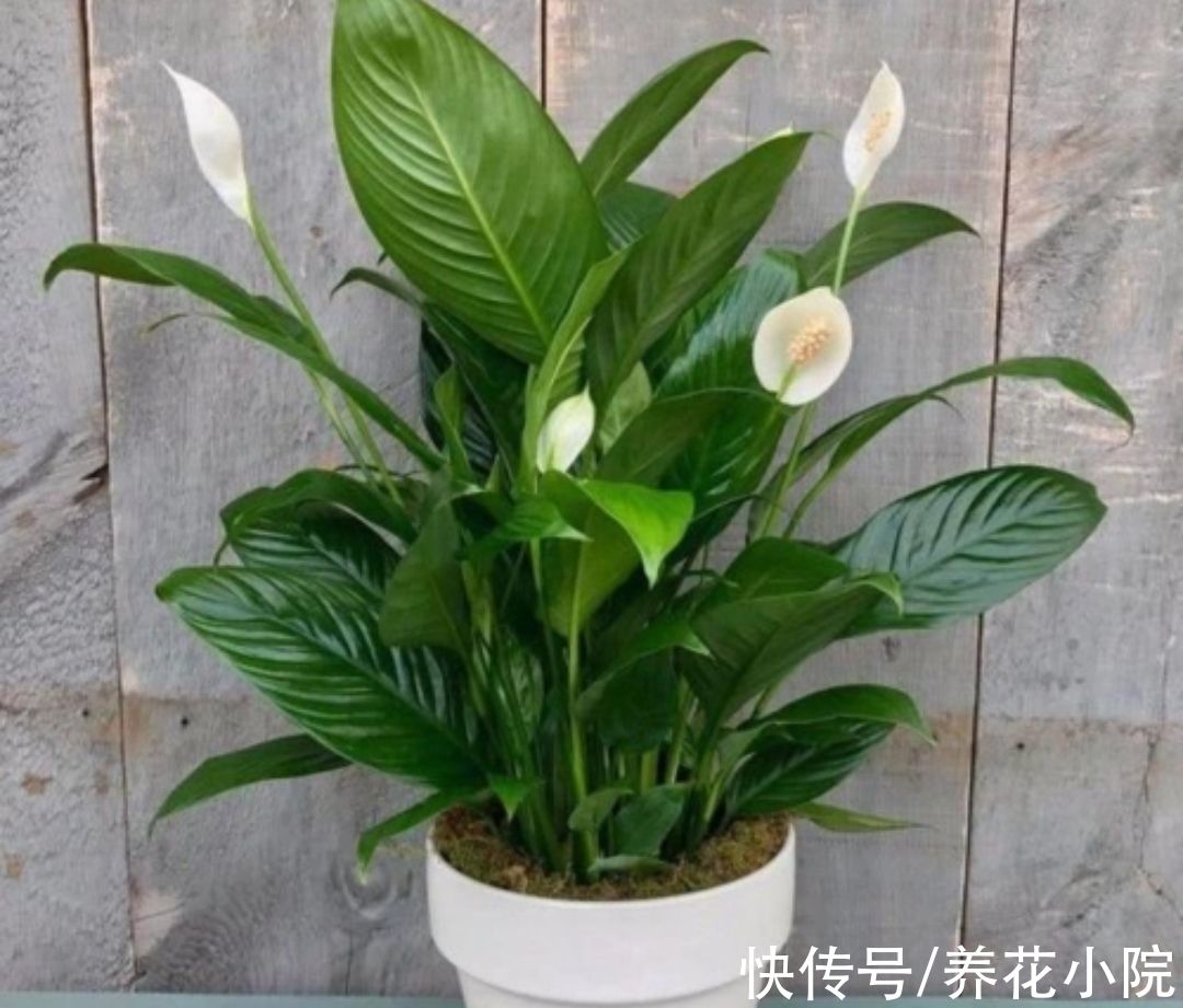 7种漂亮花,家里阳光少也能养,光照太强反而长不好