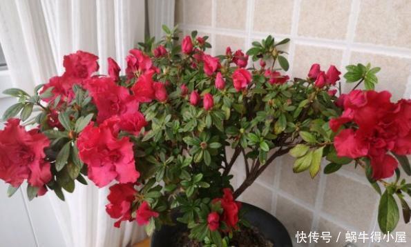 杜鹃开完花,春天多修剪,剪了残花剪新芽,整整齐齐大一圈