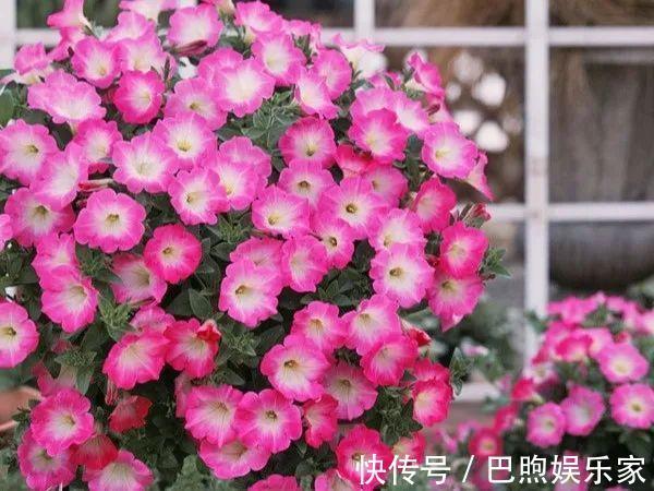 枝条|家里有这6种花,赶紧挂起来,长的快、开花一年比一年多!