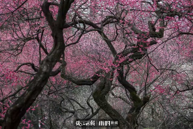 开工第一天 满目春色入镜来，摄友说我们每天都“开工”