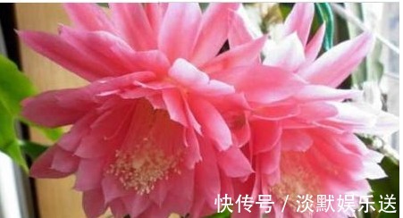 浇水|它漂亮的像荷花，但一片叶子插土里就活，比绿萝还好养