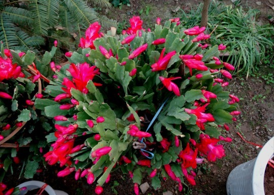 路边没人要的“小东西”,捡来养花,透气营养高,10年不换盆!