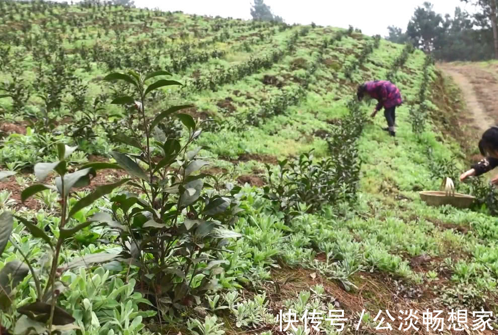 小吃|山间野菜太多，一会功夫就摘一背篓，拿回家可以做成特色美味小吃