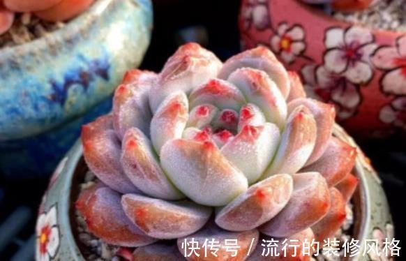 秋天给多肉换盆,做好3件事,轻松服盆长势好,叶片硬朗上色美