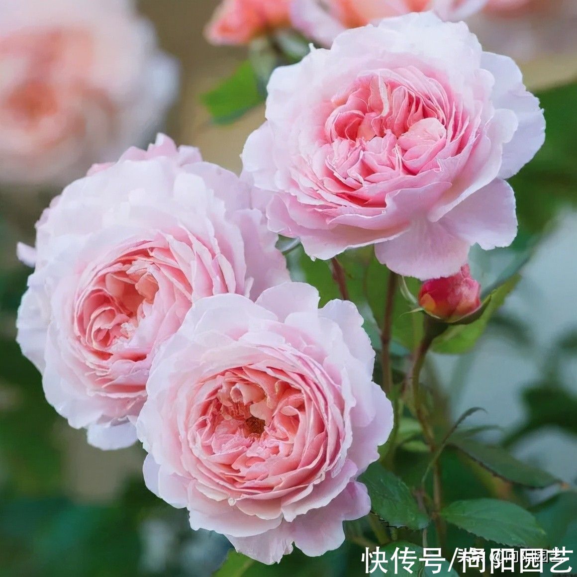 8种花,想要养得好,必须用大盆种,大水大肥养,开花才能多