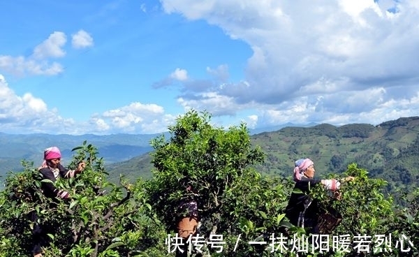 摇钱树|云南最有钱村庄！山上都是“摇钱树”，村民人手一辆车一套洋房